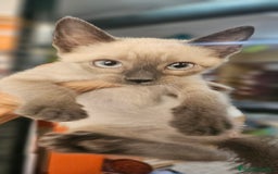 Siamés gatos en venta: Siames - Imagen 4