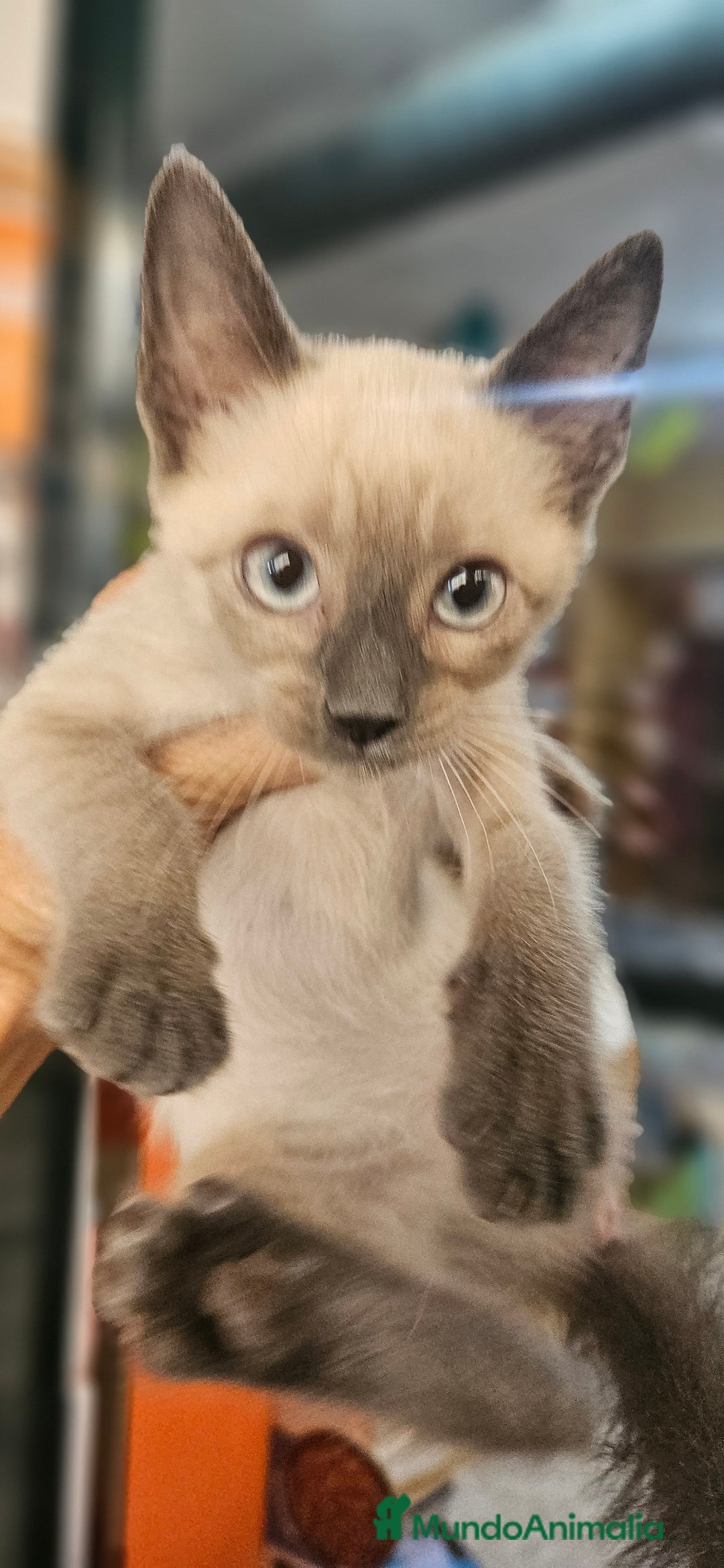 Siamés gatos en venta: Siames - Imagen 4