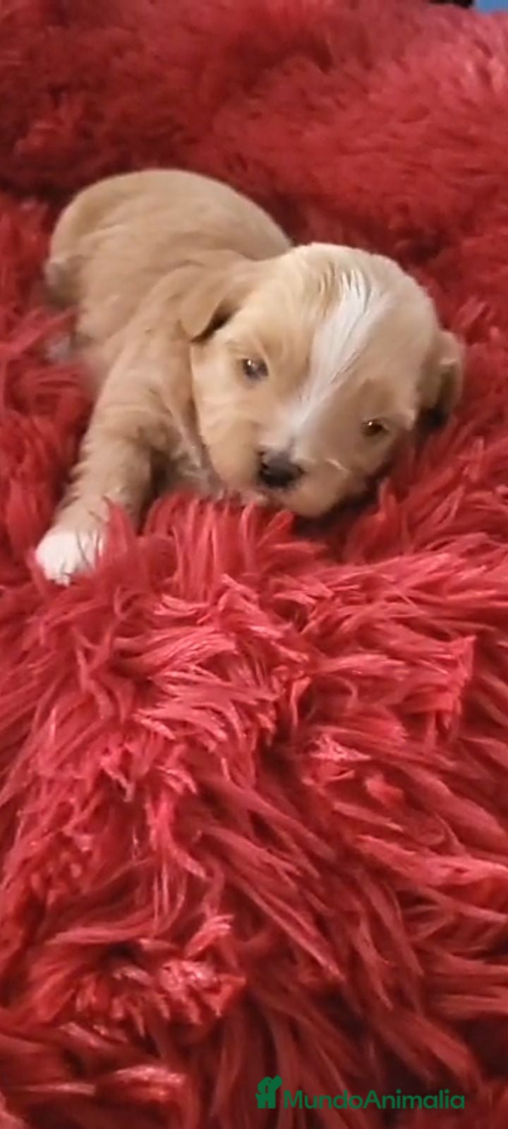 Maltipoo perros Maltipoo - Anuncio 1