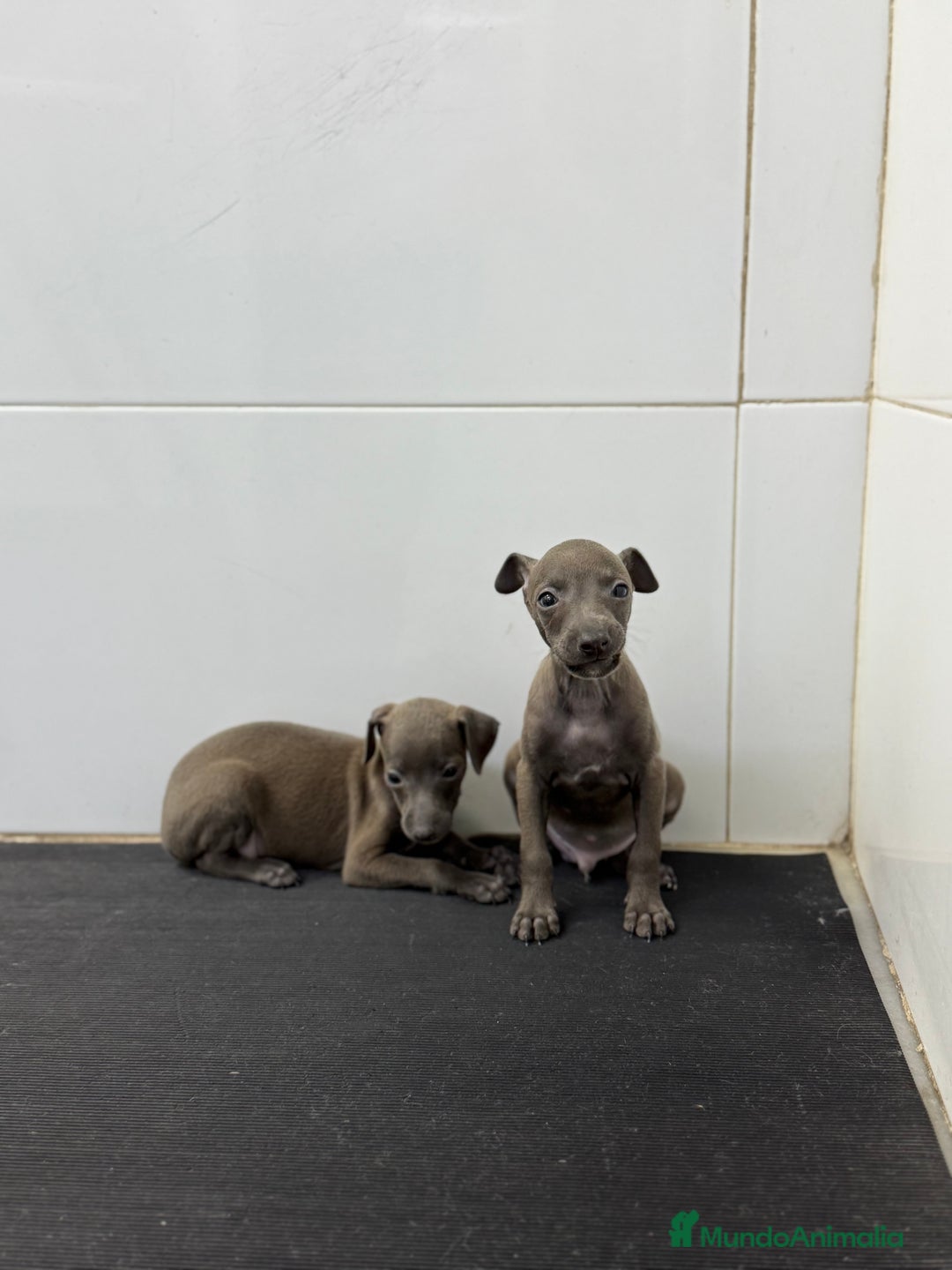 Pequeño Lebrel Italiano perros en venta: Piccolo Italiano 700€ ¡PRECIO REAL! - Anuncio 2