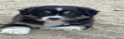 Pastor Australiano perros en venta: Cachorros pastor australiano  - Anuncio 5