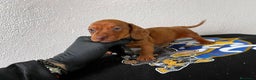 Teckel perros en venta: DACHSHUND ESPECTACULARES !!!! en Badajoz - Anuncio 2