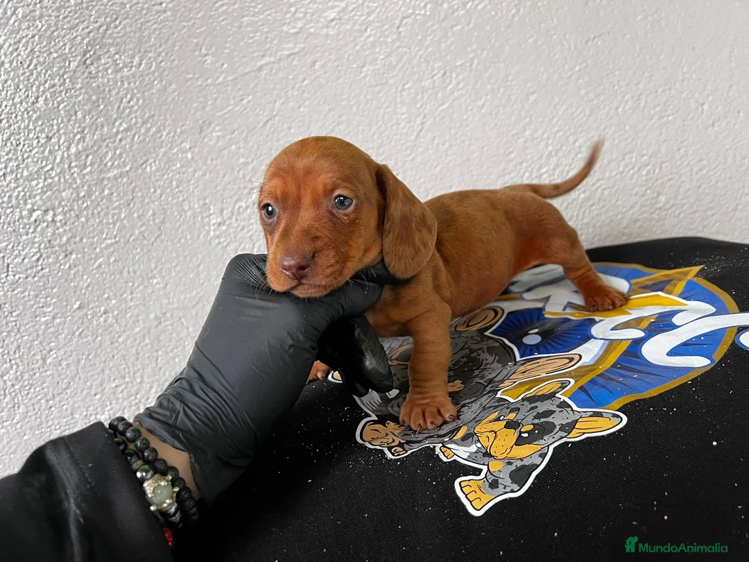 Teckel perros en venta: DACHSHUND ESPECTACULARES !!!! en Badajoz - Anuncio 2