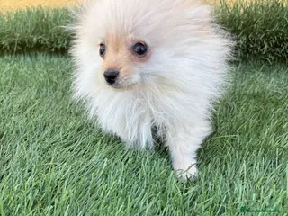 Pomerania perros lulu de Pomerania micro toy macho - Anuncio 16