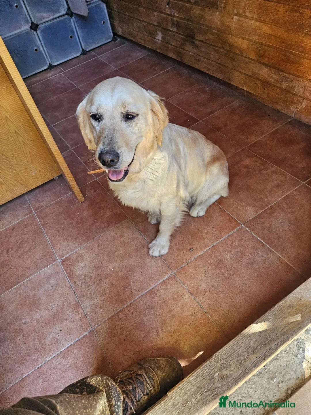 Golden Retriever perros en venta: GOLDEN  - Anuncio 1