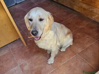 Golden Retriever perros GOLDEN - Anuncio 8