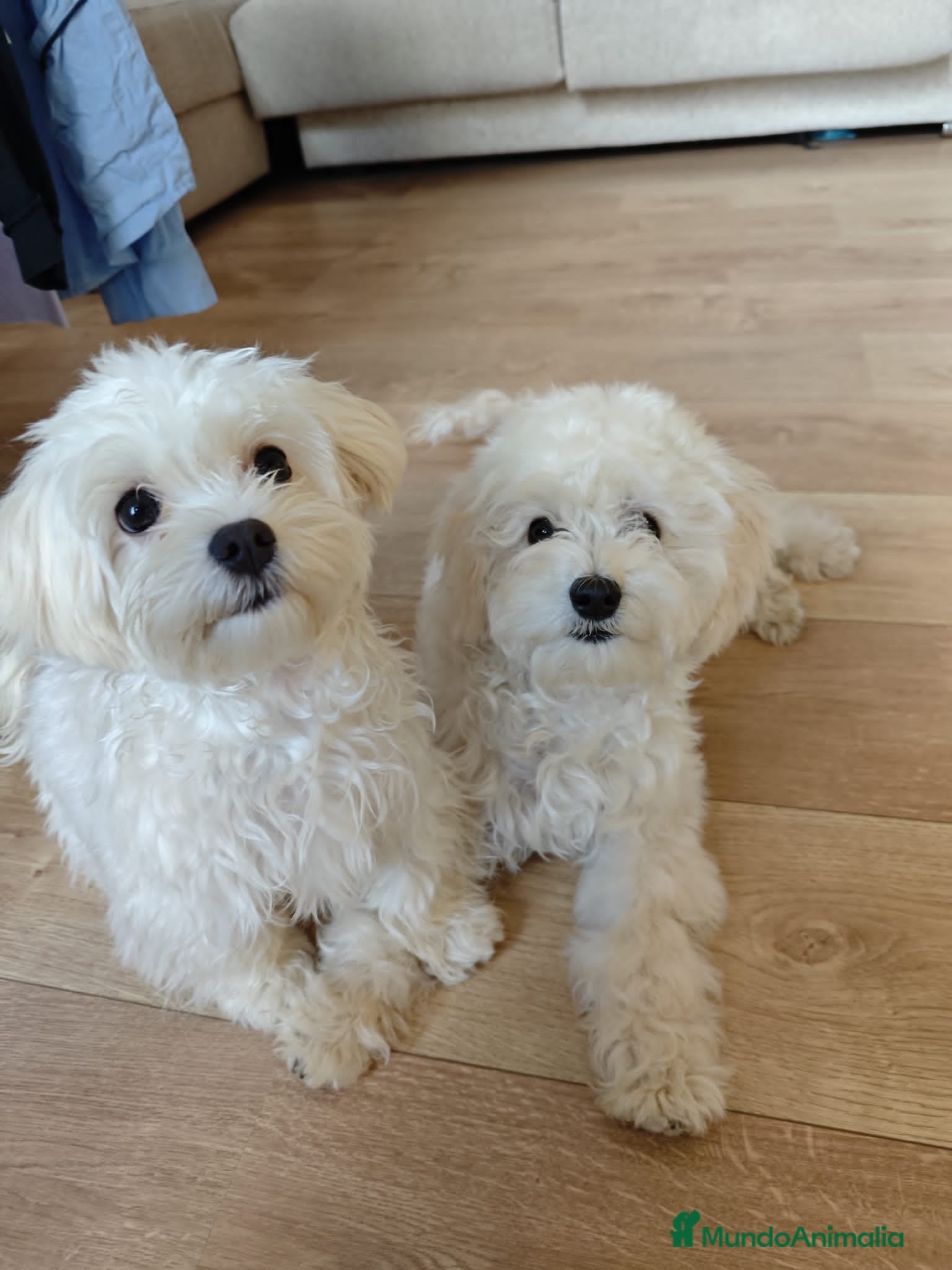 Maltipoo perros Maltipoo f1 - Anuncio 2