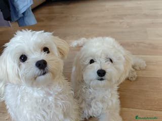 Maltipoo perros Maltipoo f1 - Anuncio 27