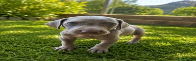 Weimaraner 4