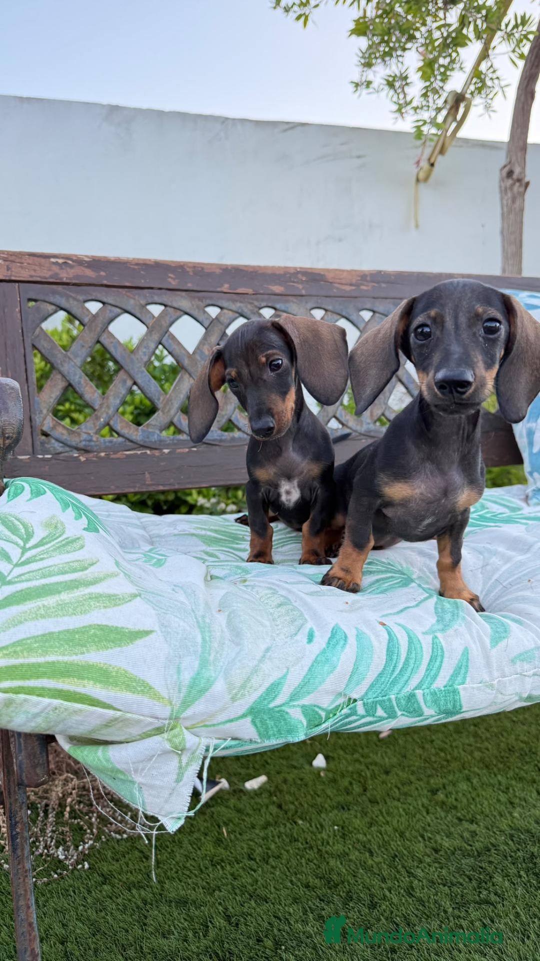 Teckel perros Cachorritos Teckel canichen - Anuncio 2