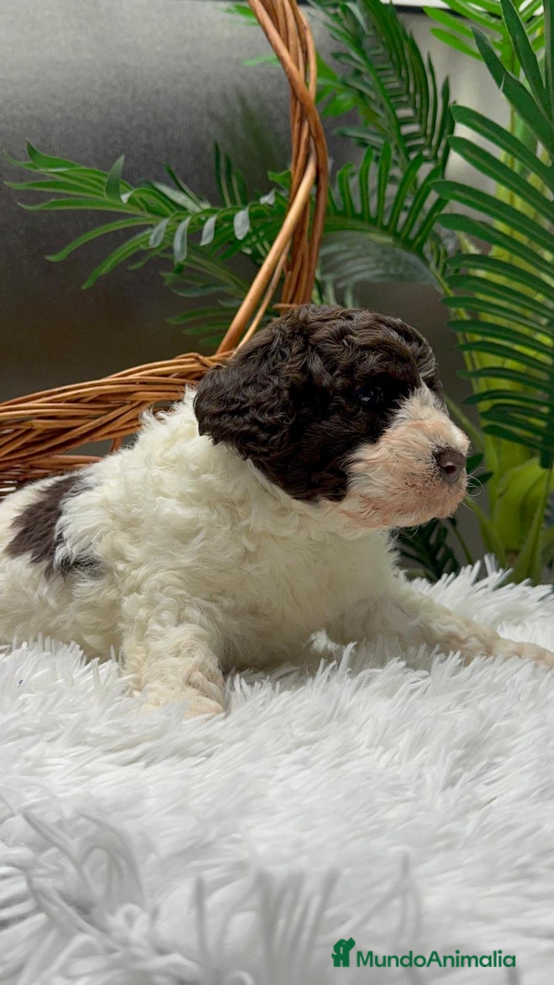 Perro de Agua Español perros en venta: PERRO DE AGUA ESPAÑOL MACHO - Anuncio 5