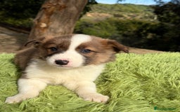 Border Collie perros en venta: Border marrón y blanco  - Anuncio 7