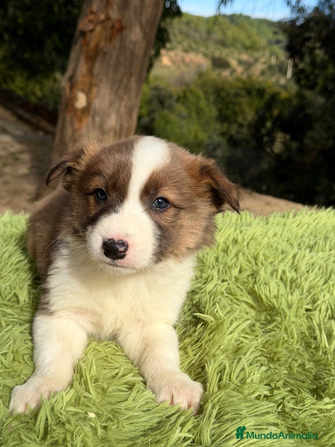 Border Collie perros en venta: Border marrón y blanco  - Anuncio 7