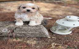 Maltipoo perros en venta: Maltipoo - Imagen 6