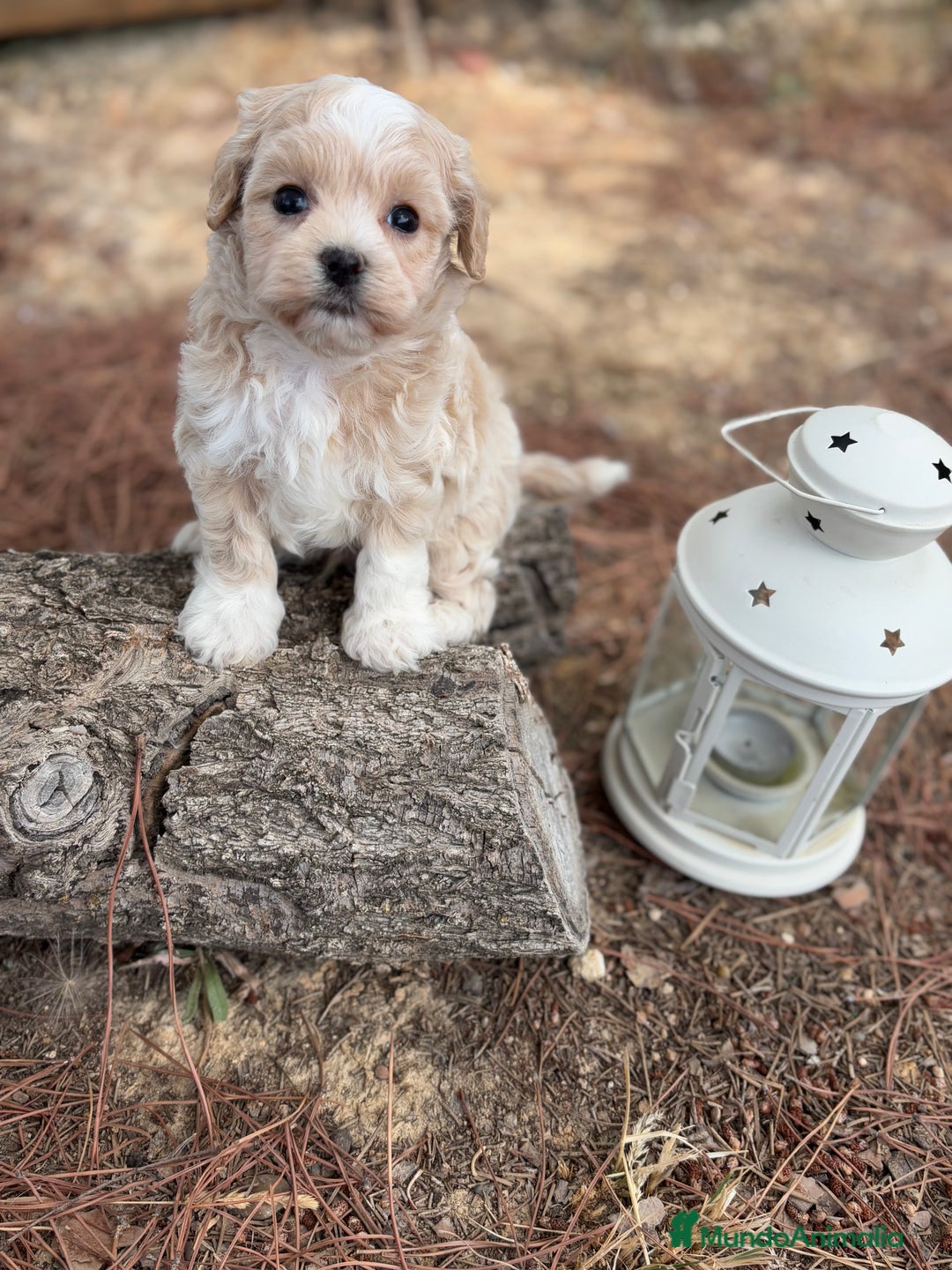 Maltipoo perros en venta: Maltipoo - Imagen 6