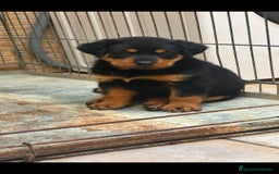 Rottweiler perros en venta: Rowaile hembra y macho  - Imagen 1