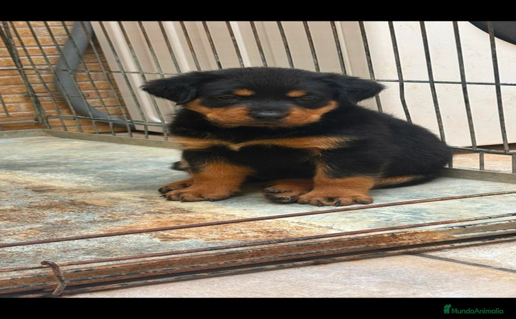 Rottweiler perros - Anuncio 1