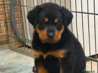 Rottweiler perros - Anuncio 1