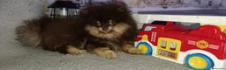 Pomerania perros en venta: Pomerania macho  - Anuncio 4