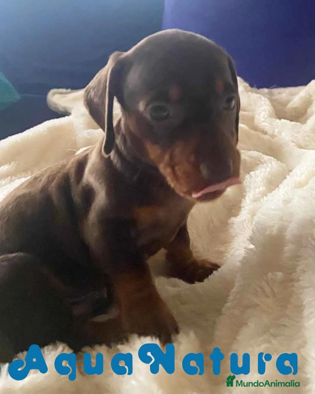 Teckel perros en venta:  Teckel Macho de Kily y Tilo 1883 AQUANATURA en Barcelona - Anuncio 4