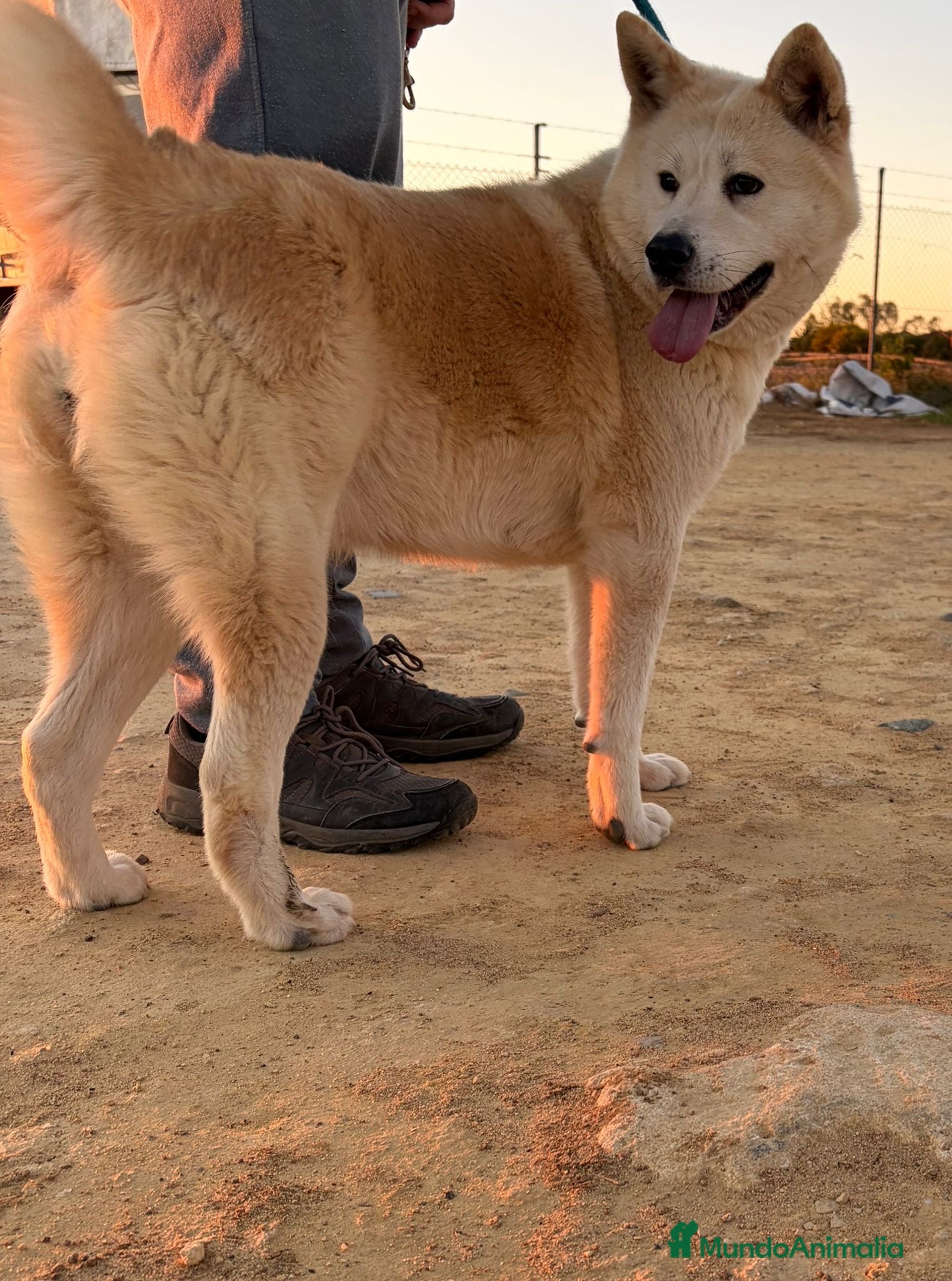 Akita Inu perros Akita inu - Anuncio 1