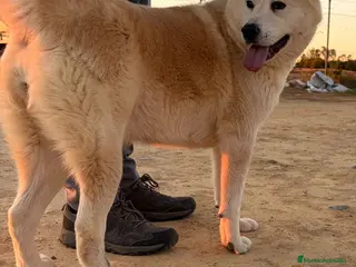 Akita Inu perros Akita inu - Anuncio 1