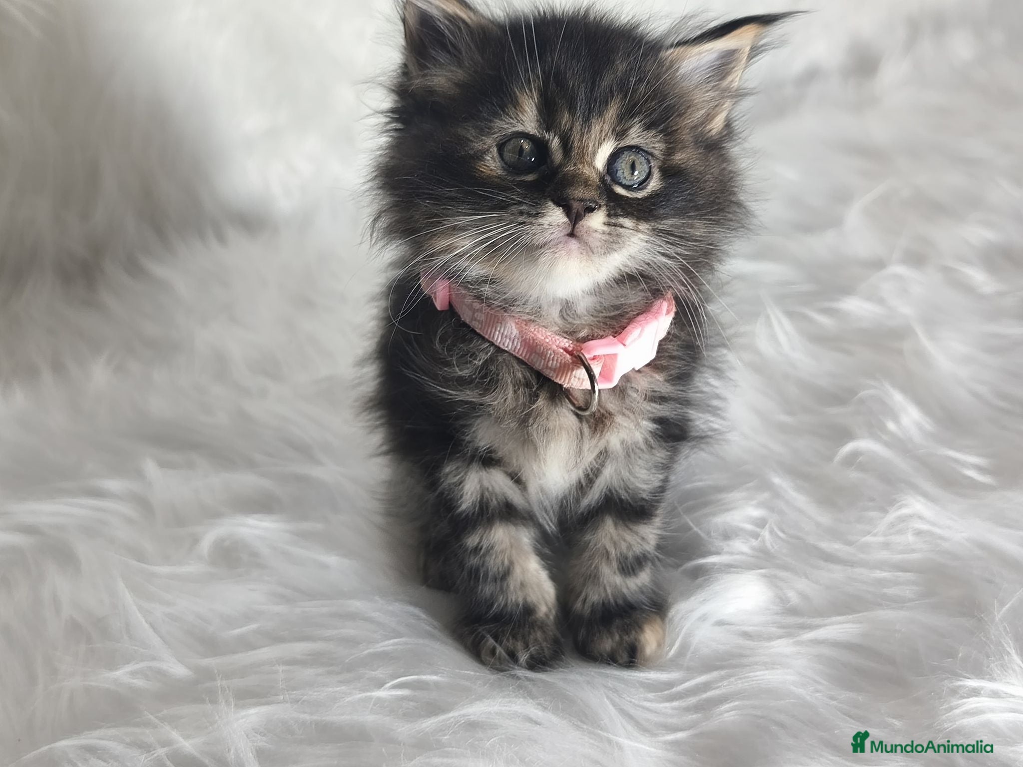 Maine Coon gatos Hembras f Maine Coon  - Anuncio 3