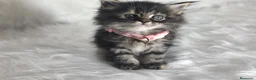 Maine Coon gatos en venta: Hembras f Maine Coon  - Anuncio 1