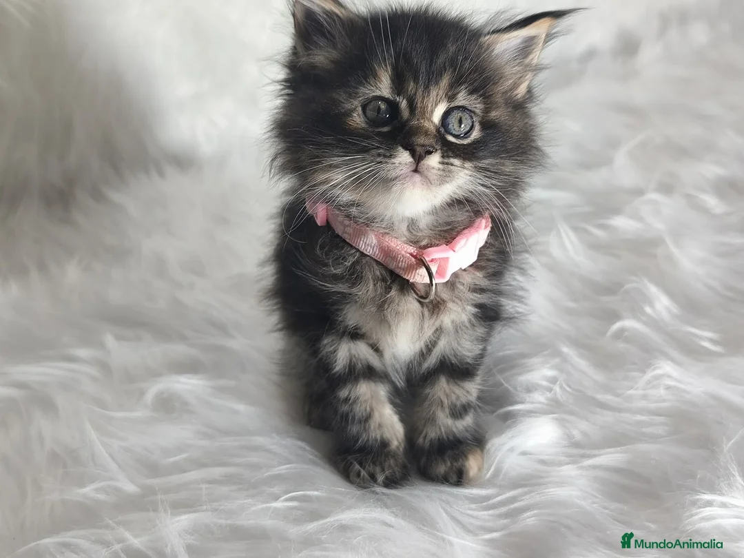 Maine Coon gatos en venta: Hembras f Maine Coon  - Anuncio 1