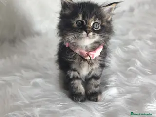 Maine Coon gatos Hembras f Maine Coon - Anuncio 3