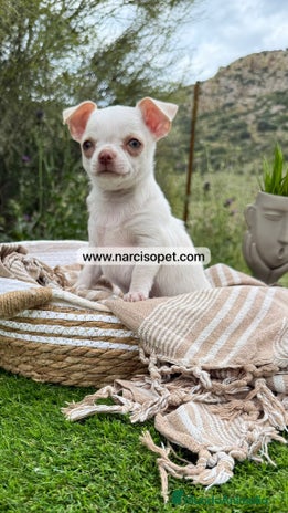 Chihuahua perros - Anuncio 11