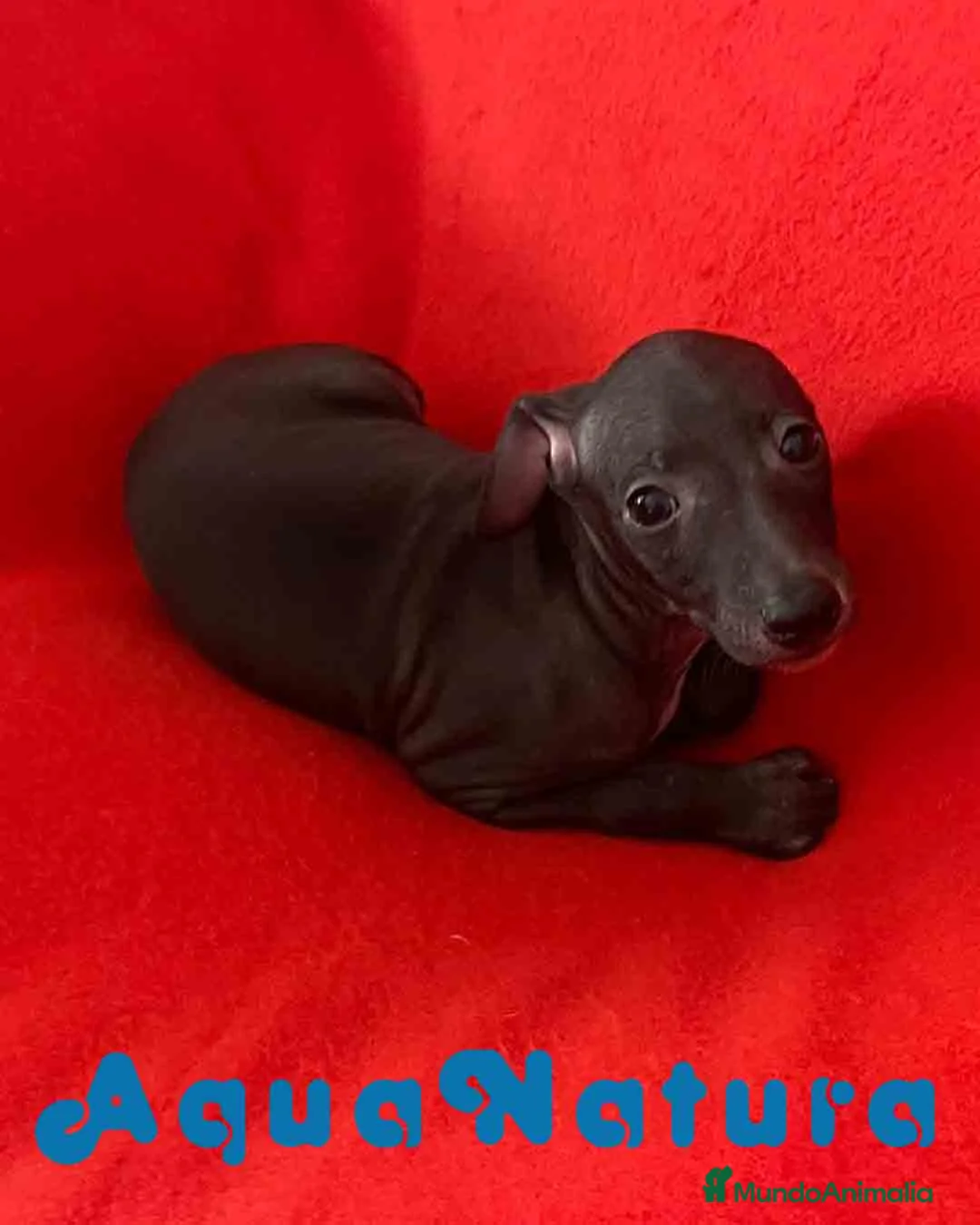 Pequeño Lebrel Italiano perros en venta: Lebrel Italiano Macho 7347 de BN - AQUANATURA en Barcelona - Anuncio 5