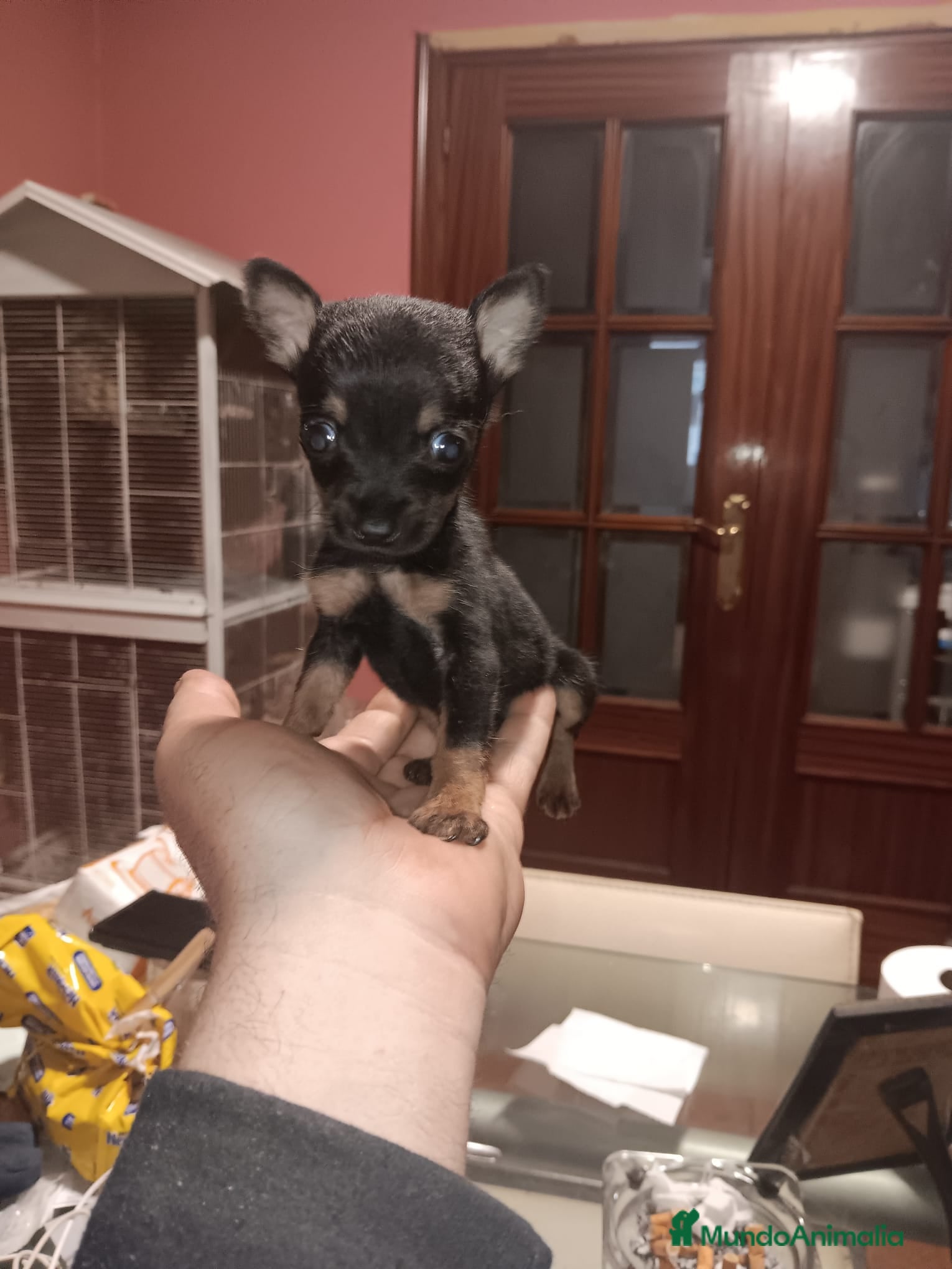 Ratón de Praga perros en venta: Auténtico Ratón de Praga  - Anuncio 4