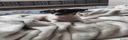 Chihuahua perros en venta: Chihuahua HEMBRA  - Anuncio 3