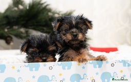 Yorkshire Terrier perros en venta: Yorkshire terrier disponibles!! - Anuncio 4