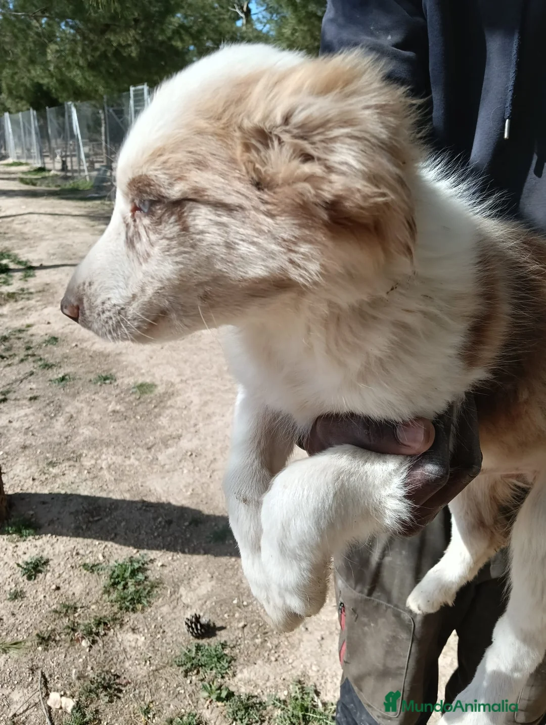 Border Collie perros en venta: Cachorros Border Collie  - Anuncio 3