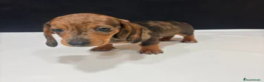 Teckel Miniatura Cachorro 1