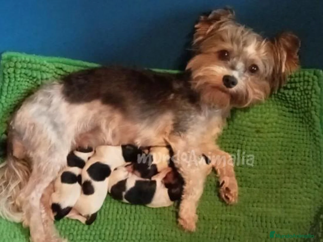 Imagen de galería {{count}}