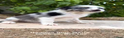 Border Collie perros en venta: BORDER COLLIE DE VILLA BIZNAGA - Anuncio 29