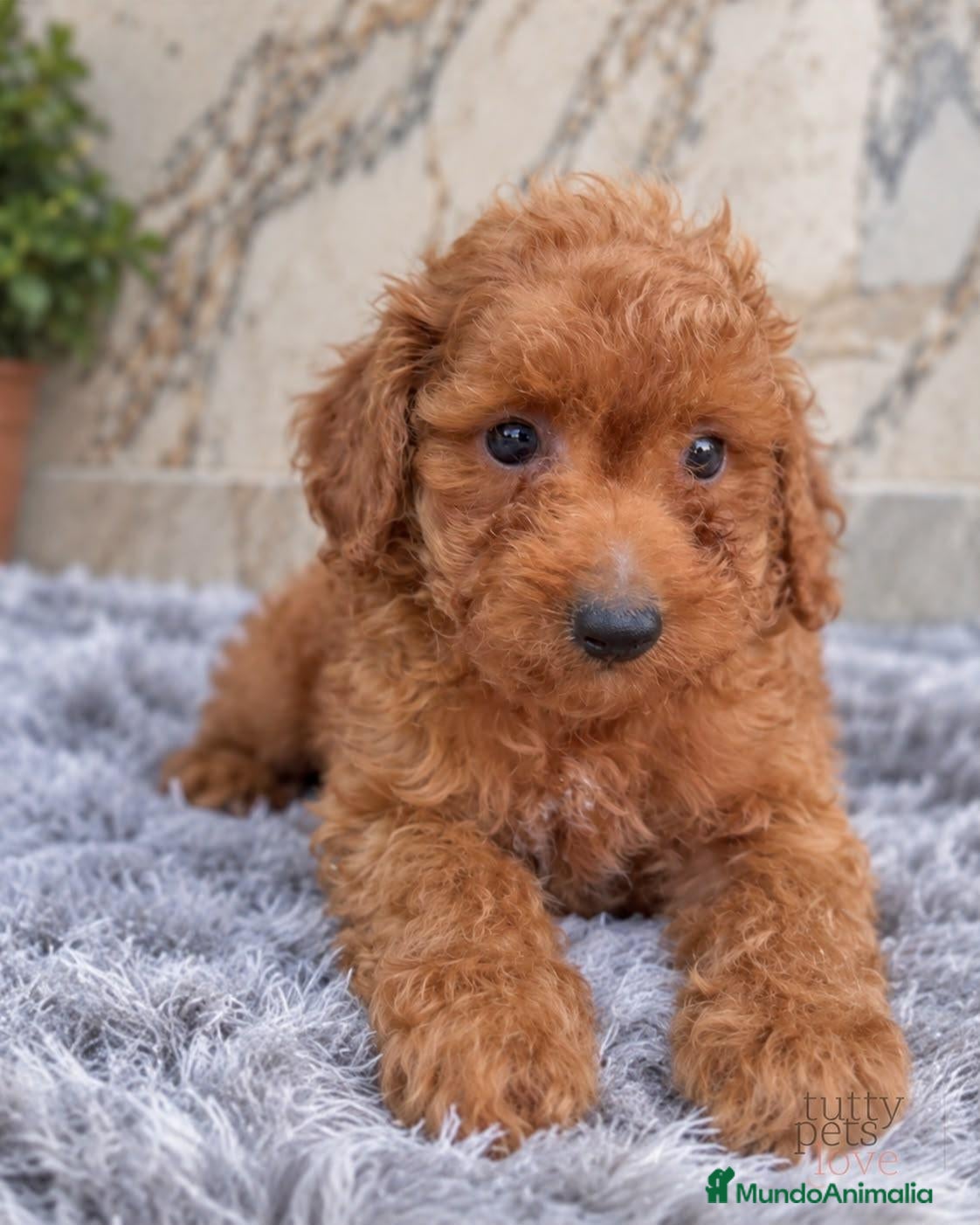 Caniche Enano perros CANICHE ENANO APRICOT - MACHO - Anuncio 1