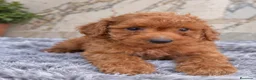 Caniche Enano perros en venta: CANICHE ENANO APRICOT - MACHO - Anuncio 1