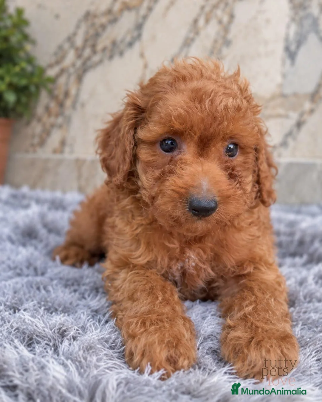 Caniche Enano perros en venta: CANICHE ENANO APRICOT - MACHO - Anuncio 1