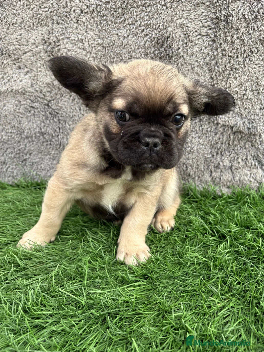 Bulldog Francés perros en venta: Bulldog Frances macho fluffy Fawn - Anuncio 15