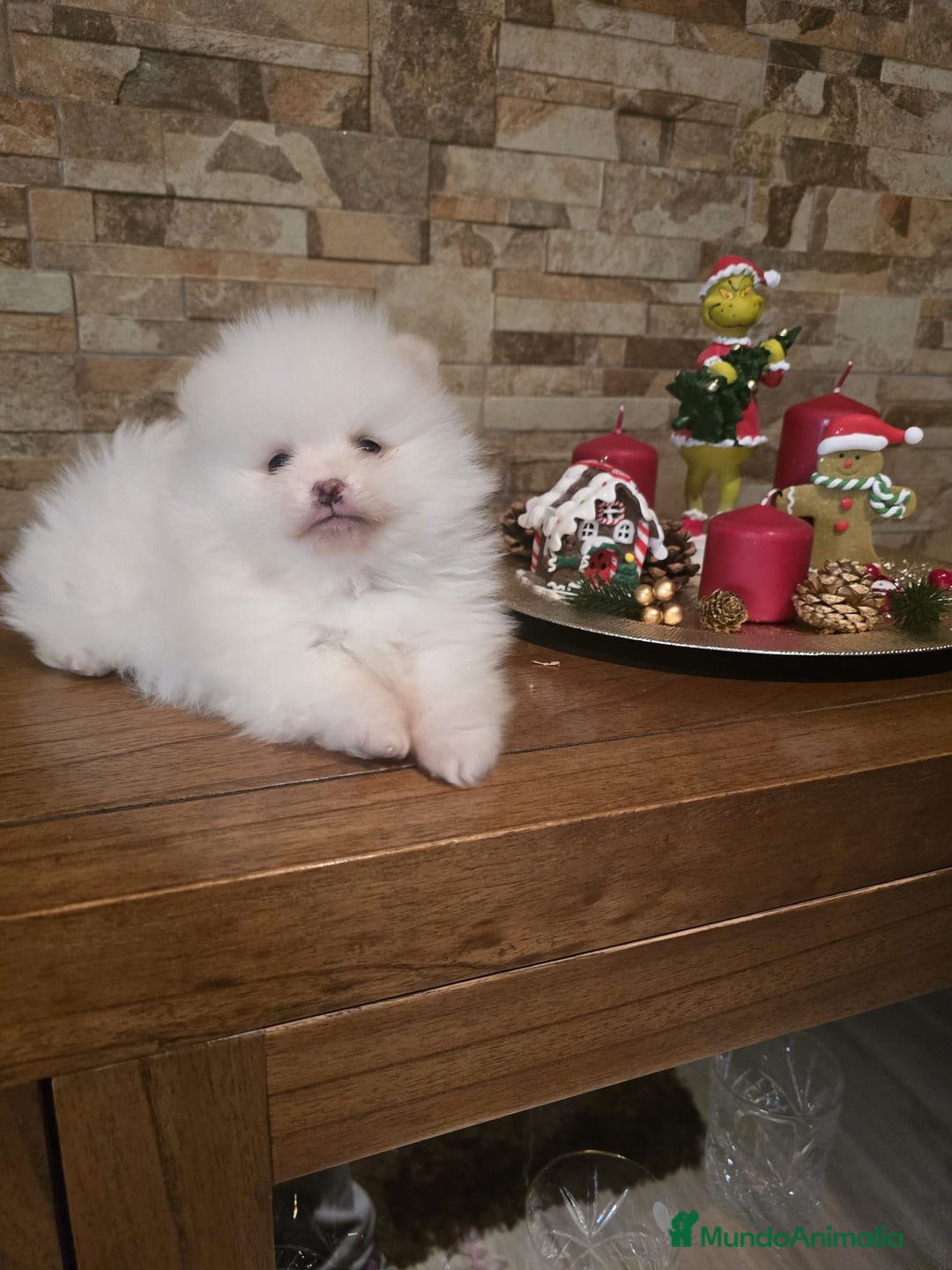 Pomerania perros en venta: EJEMPLARES DE POMERANIA  - Anuncio 3