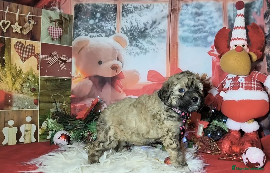 Perro de Agua Español perros Perros de agua  - Anuncio 3