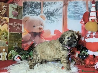 Perro de Agua Español perros Perros de agua - Anuncio 8