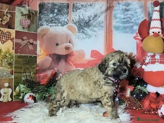 Perro de Agua Español perros Perros de agua - Anuncio 9