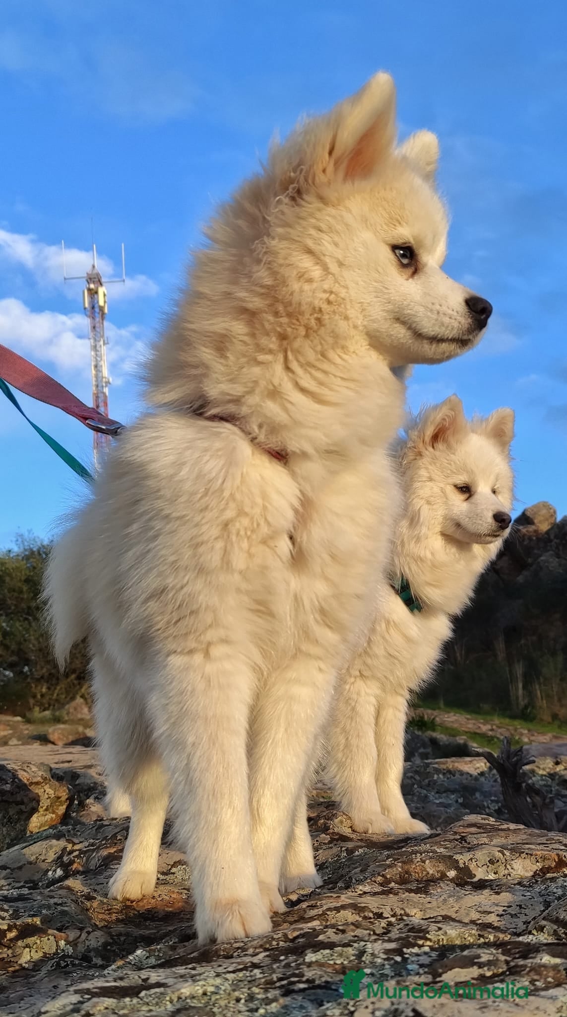 Nala