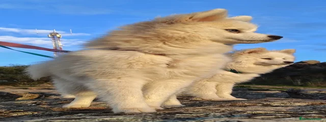 Nala