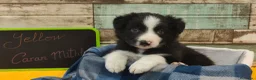 Border Collie perros en venta: Disponibles Border Collie - Entrega en septiembre - Anuncio 11
